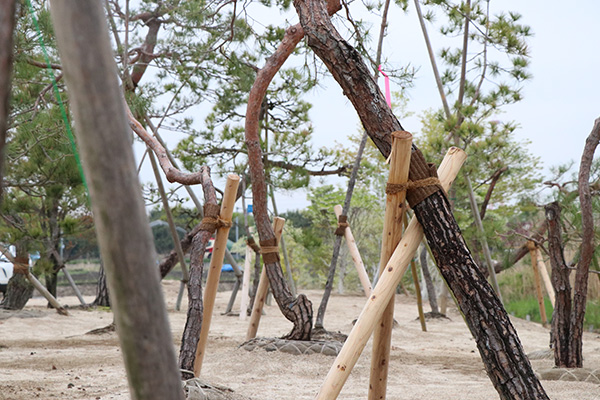 アカマツの管理